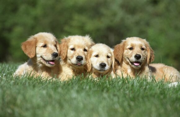 Adorable Puppies