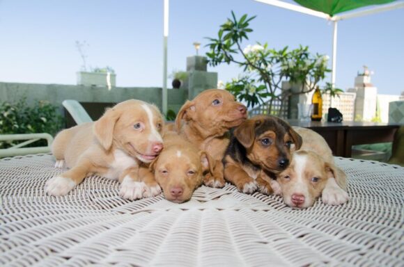 Nj Puppies For Sale