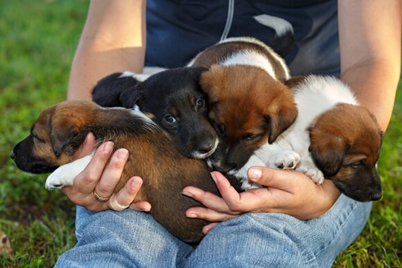 Puppy Adoption